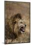 African lion (Leo panthera), Ngorongoro National Park, Tanzania, East Africa, Africa-Ashley Morgan-Mounted Photographic Print
