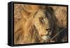 African lion (Leo panthera), Serengeti National Park, Tanzania, East Africa, Africa-Ashley Morgan-Framed Stretched Canvas