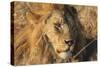 African lion (Leo panthera), Serengeti National Park, Tanzania, East Africa, Africa-Ashley Morgan-Stretched Canvas