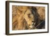 African lion (Leo panthera), Serengeti National Park, Tanzania, East Africa, Africa-Ashley Morgan-Framed Photographic Print