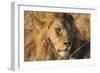 African lion (Leo panthera), Serengeti National Park, Tanzania, East Africa, Africa-Ashley Morgan-Framed Photographic Print