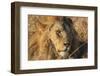 African lion (Leo panthera), Serengeti National Park, Tanzania, East Africa, Africa-Ashley Morgan-Framed Photographic Print