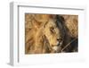 African lion (Leo panthera), Serengeti National Park, Tanzania, East Africa, Africa-Ashley Morgan-Framed Photographic Print