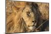 African lion (Leo panthera), Serengeti National Park, Tanzania, East Africa, Africa-Ashley Morgan-Mounted Photographic Print