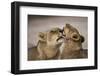 African lion lioness licking cub, Sabi Sand GR, South Africa-Christophe Courteau-Framed Photographic Print