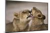African lion lioness licking cub, Sabi Sand GR, South Africa-Christophe Courteau-Mounted Photographic Print