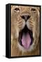 African Lion Lioness with Mouth Open-Augusto Leandro Stanzani-Framed Stretched Canvas