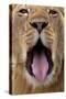 African Lion Lioness with Mouth Open-Augusto Leandro Stanzani-Stretched Canvas