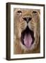 African Lion Lioness with Mouth Open-Augusto Leandro Stanzani-Framed Photographic Print