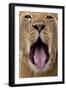 African Lion Lioness with Mouth Open-Augusto Leandro Stanzani-Framed Photographic Print