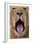 African Lion Lioness with Mouth Open-Augusto Leandro Stanzani-Framed Photographic Print