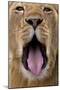 African Lion Lioness with Mouth Open-Augusto Leandro Stanzani-Mounted Photographic Print