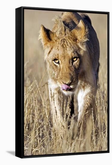 African Lion Male Juvenile-Tony Camacho-Framed Stretched Canvas