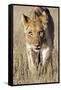 African Lion Male Juvenile-Tony Camacho-Framed Stretched Canvas