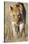 African Lion Male Juvenile-Tony Camacho-Stretched Canvas