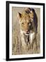 African Lion Male Juvenile-Tony Camacho-Framed Photographic Print