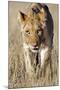 African Lion Male Juvenile-Tony Camacho-Mounted Photographic Print