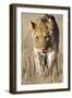 African Lion Male Juvenile-Tony Camacho-Framed Photographic Print