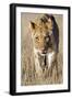 African Lion Male Juvenile-Tony Camacho-Framed Photographic Print
