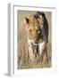African Lion Male Juvenile-Tony Camacho-Framed Photographic Print