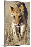 African Lion Male Juvenile-Tony Camacho-Mounted Photographic Print