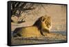 African Lion Male-Tony Camacho-Framed Stretched Canvas