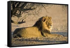 African Lion Male-Tony Camacho-Framed Stretched Canvas