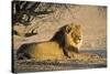 African Lion Male-Tony Camacho-Stretched Canvas