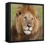 African Lion Male-null-Framed Stretched Canvas