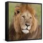 African Lion Male-null-Framed Stretched Canvas