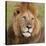African Lion Male-null-Stretched Canvas