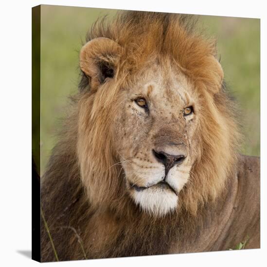 African Lion Male-null-Stretched Canvas