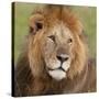 African Lion Male-null-Stretched Canvas