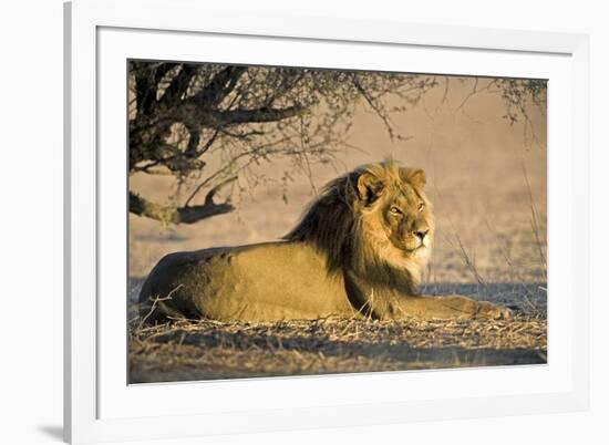 African Lion Male-Tony Camacho-Framed Photographic Print