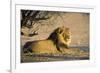 African Lion Male-Tony Camacho-Framed Photographic Print