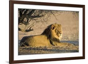 African Lion Male-Tony Camacho-Framed Photographic Print
