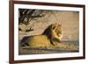 African Lion Male-Tony Camacho-Framed Photographic Print