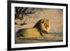 African Lion Male-Tony Camacho-Framed Photographic Print