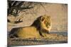 African Lion Male-Tony Camacho-Mounted Photographic Print