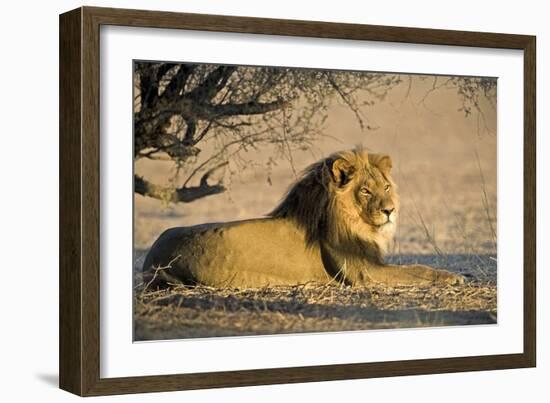 African Lion Male-Tony Camacho-Framed Photographic Print