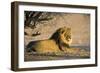 African Lion Male-Tony Camacho-Framed Photographic Print