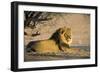 African Lion Male-Tony Camacho-Framed Photographic Print