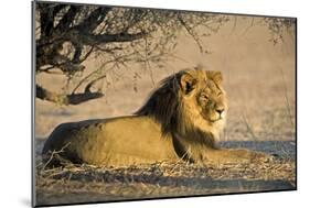 African Lion Male-Tony Camacho-Mounted Photographic Print