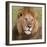 African Lion Male-null-Framed Photographic Print