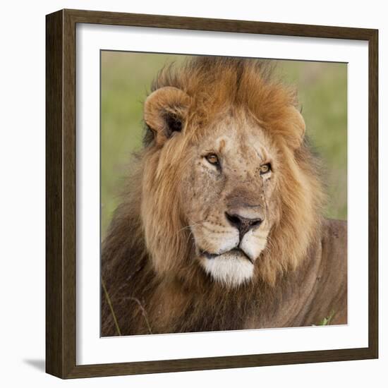 African Lion Male-null-Framed Photographic Print