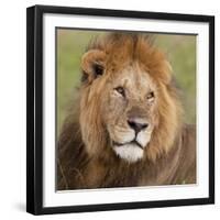 African Lion Male-null-Framed Photographic Print