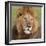 African Lion Male-null-Framed Photographic Print