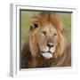 African Lion Male-null-Framed Photographic Print