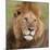 African Lion Male-null-Mounted Photographic Print