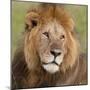 African Lion Male-null-Mounted Photographic Print